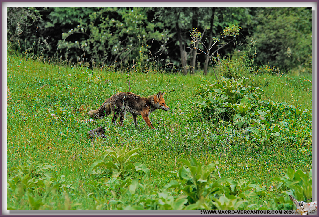 RENARD